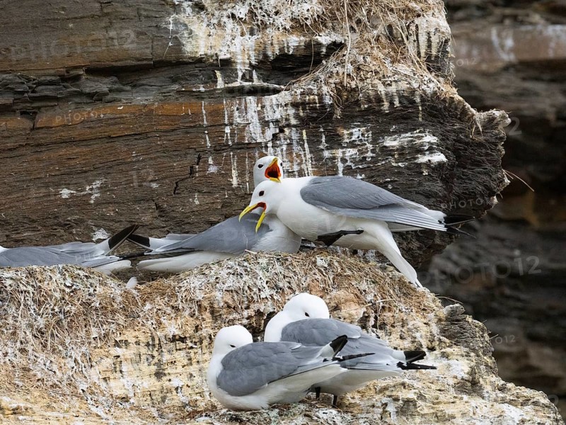Black-legged kittiwake (Rissa tridactyla), greeting ceremony of pair at nest in breeding colony, on coastal cliffs of Arctic Ocean, May, Varanger Fjord, Norway, Europe