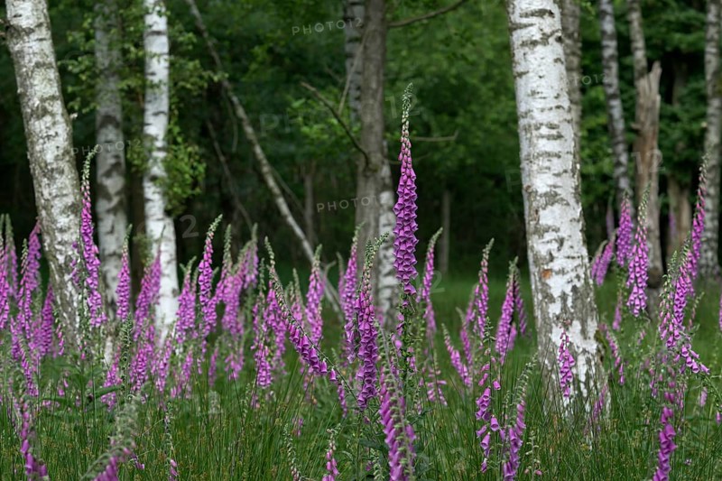Common foxglove (Digitalis purpurea) and birch trees (Betula pendula), Lower Rhine, North Rhine-Westphalia, Germany, Europe