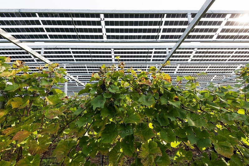 Solar plant in the vineyard, solar cells, solar modules, solar power plant, photovoltaic plant, Blankenhornsberg, near Ihringen, Kaiserstuhl, Baden-Württemberg, Germany, Europe