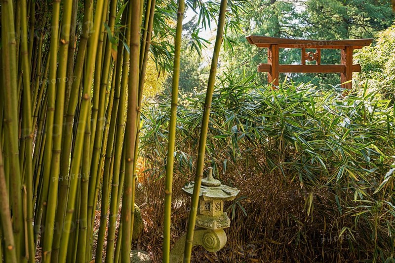 Bamboo, Botanical garden, Spring, Villa Carlotta, Tremezzo, Province of Como, Lake Como, Lago di Como, Lombardy, Italy, Europe