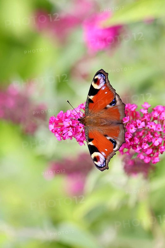 Peacock butterfly (Inachis io) sucking nectar on butterfly bush (Buddleja davidii), in a natural environment in the wild, close-up, wildlife, insects, butterflies, butterflies, Wilnsdorf, North Rhine-Westphalia, Germany, Europe