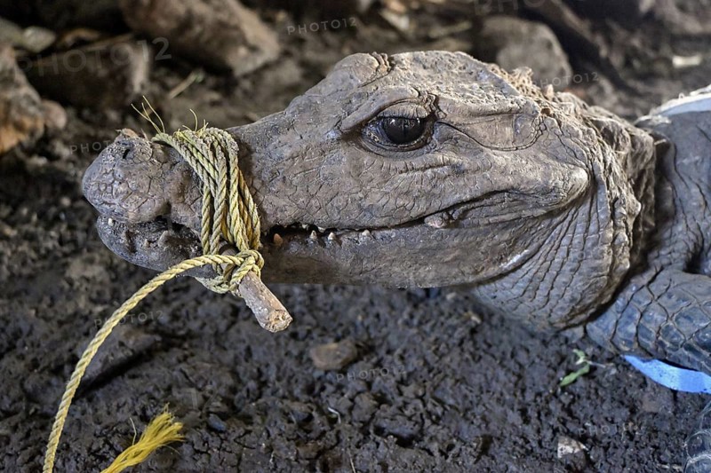 Bushmeat at a market, crocodile, poaching, Ouésso, Sangha department, Republic of the Congo