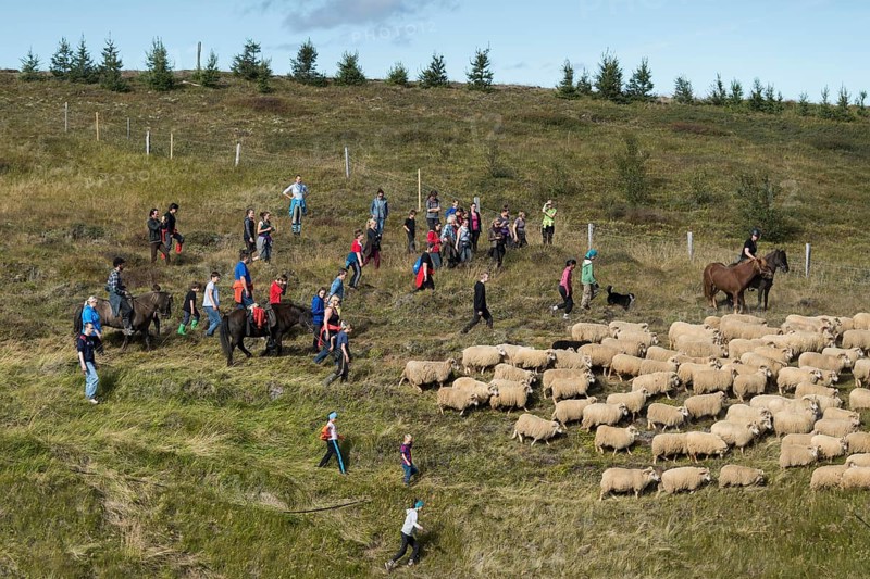 Sheep (Ovis aries), herd being driven together, rider and driver, sheep round-up or Réttir, near Laugarbakki, North Iceland, Iceland, Europe