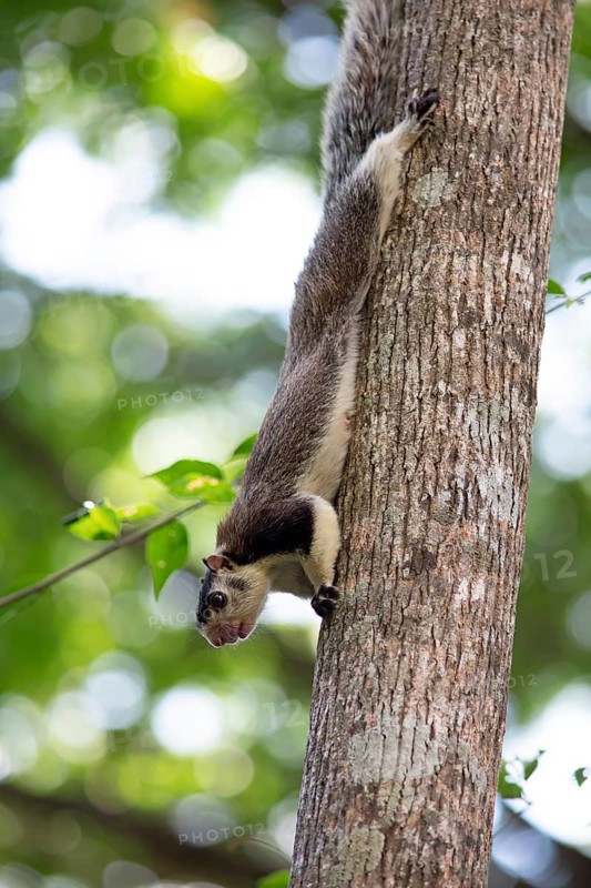 Sri Lanka giant squirrel (Ratufa macroura) upside down on a tree, Habarana, Anuradhapura, North Central Province, Sri Lanka, Asia