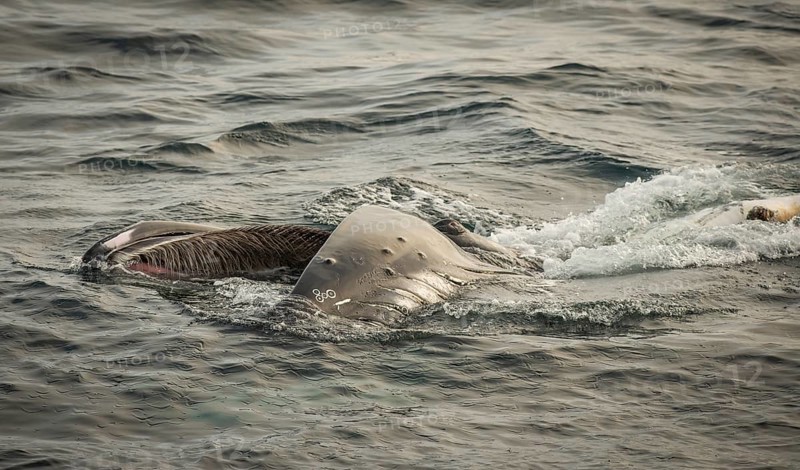 Humpback whale (Megaptera novaeangliae) feeding at the sea surface, Barents Sea, Northeast Iceland, Svalbard and Jan Mayen archipelago, Norway, Europe