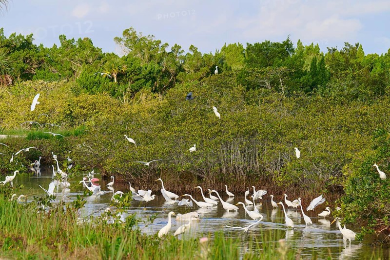 Great Egret (Egretta alba), Great White Egret (Egretta thula), group of birds gathering in a green pond with lush vegetation and blue sky, Black Point Wildlife Drive, Titusville, Florida, USA, North America