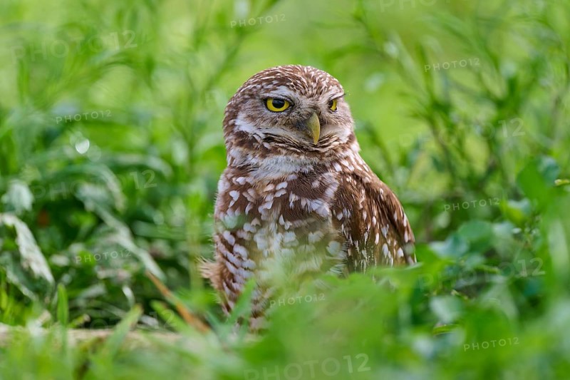 Burrowing owl (Speotyto cunicularia), sitting in a meadow, Pembroke Pines, Florida, USA, North America