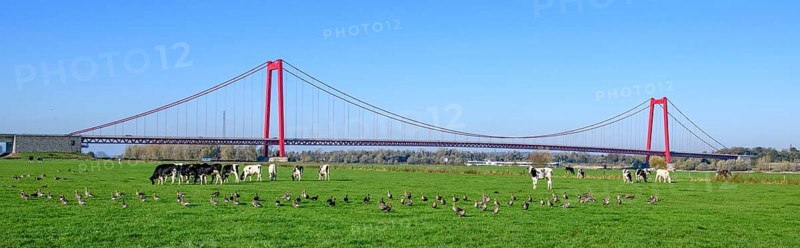 Panorama view over Rhine meadows on the left bank of the Rhine to earth-anchored suspension bridge nicknamed Golden Gate of the Lower Rhine with red steel pillars, with a total length of 1228 metres the longest suspension bridge in Germany, in the foreground many specimens of Siberian Eastern Greylag Goose (Anser anser rubrirostris) in a meadow behind some Holstein cows, Emmerich, North Rhine-Westphalia, Germany, Europe