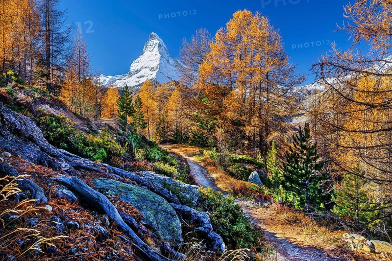 Hiking trail on the Riffelalp with golden yellow larches and Matterhorn 4478m in autumn, Zermatt, Mattertal, Valais, Switzerland, Europe