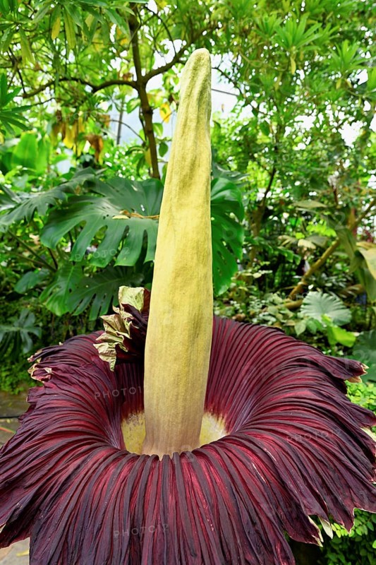 Flower of the titanium root (Amorphophallus titanum), largest flower in the world, Botanical Garden of the University of Zurich, Zurich, Switzerland, Europe