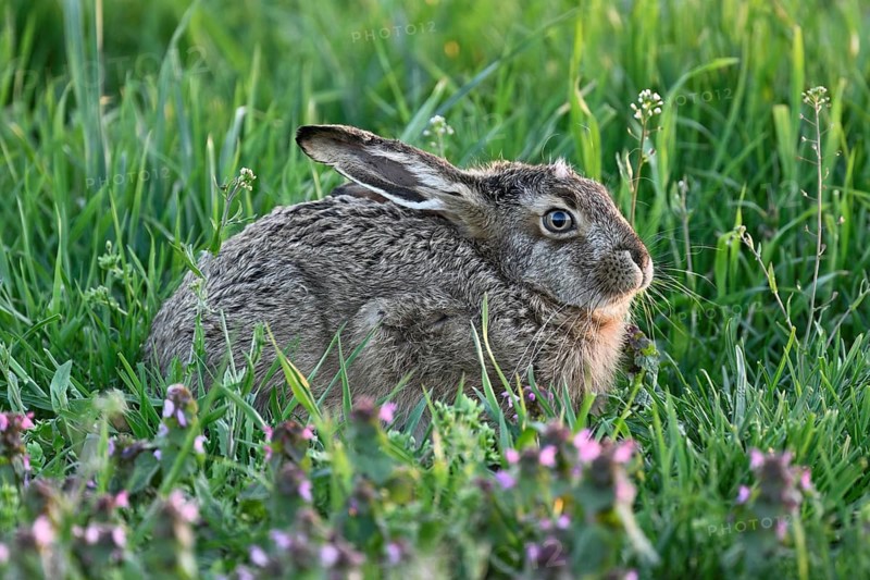 European hare (Lepus europaeus), in the Sasse, Lake Neusiedl National Park, Seewinkel, Burgenland, Austria, Europe