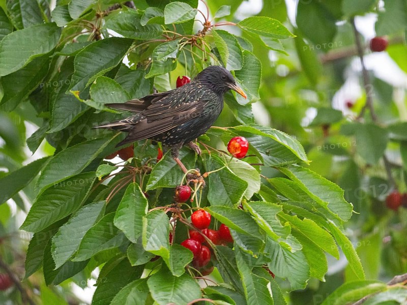 European Starling (Sturnus vulgaris), adult bird perched in a cherry tree, feeding on ripe cherries, Hesse, Germany, Europe
