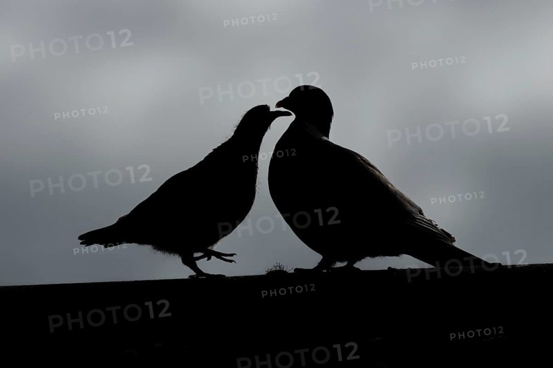 Wood pigeon (Columba palumbus) silhouette of two birds a juvenile baby cobb asking for food from an adult bird on an urban house roof, England, United Kingdom, Europe
