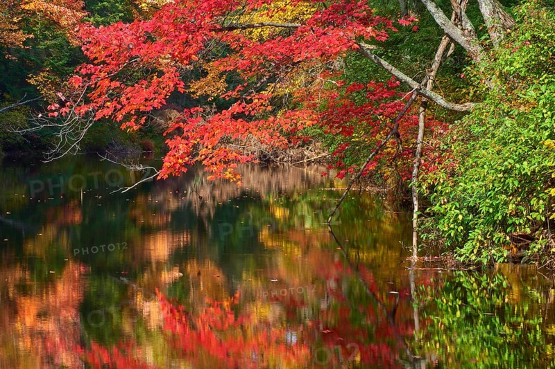 Red maple (Acer), with colourful autumn leaves on the bank of a quiet river, Ontario, Canada, North America
