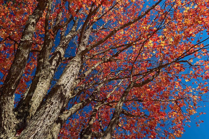 Autumn tree (Acer), with red leaves in front of a clear blue sky, New Hampshire, New England, USA, North America