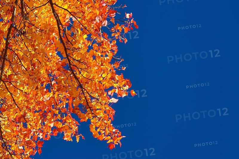 Maple (Acer), with orange-red foliage against a bright blue sky, New Hampshire, New England, USA, North America