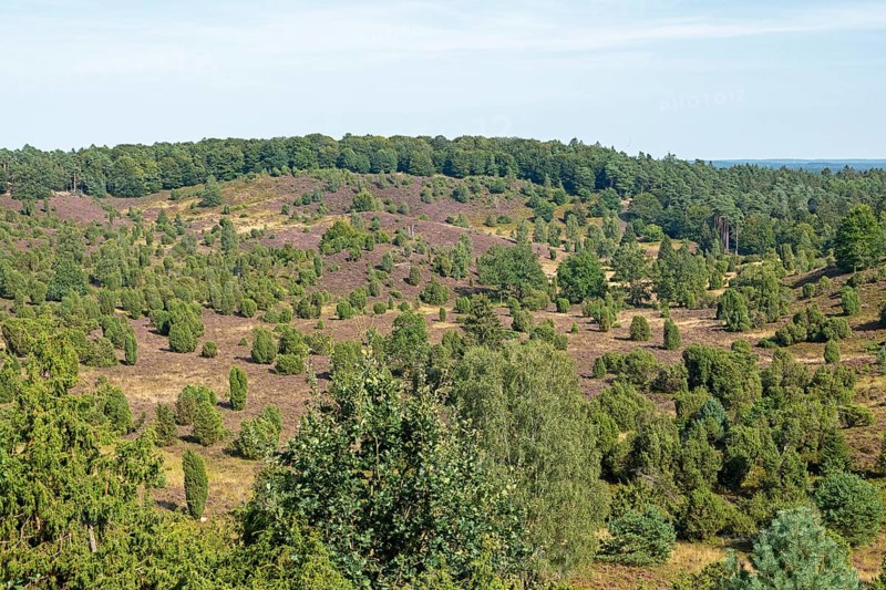 Juniper (Juniperus communis), Totengrund near Wilsede, Bispingen, Lüneburg Heath, Lower Saxony, Germany, Europe