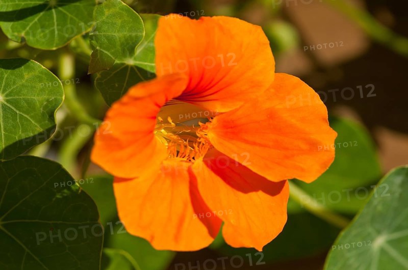 Flower impression, Garden nasturtium (Tropaeolum majus)