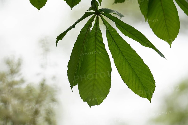 Chestnut (Castanea) Blossom blurred on the left in the picture, in the foreground chestnut leaf green, sharp, background light, Dortmund, Germany, Europe
