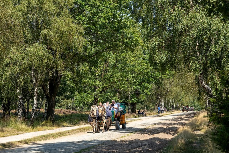 Horse-drawn carriage, trees, carriage ride near Wilsede, Bispingen, Lüneburg Heath, Lower Saxony, Germany, Europe