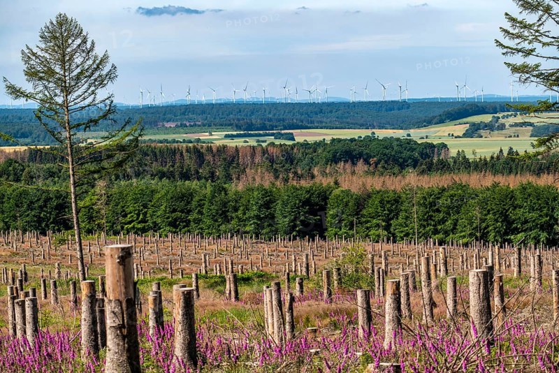 Cleared forest in the Eggegebirge, near Lichtenau, Paderborn district, site of a spruce forest that had died due to heavy bark beetle infestation and was felled, wind farm near Lichtenau on the horizon, the tree stumps are intended to provide protection and nutrients for new, planted trees, North Rhine-Westphalia, Germany, Europe