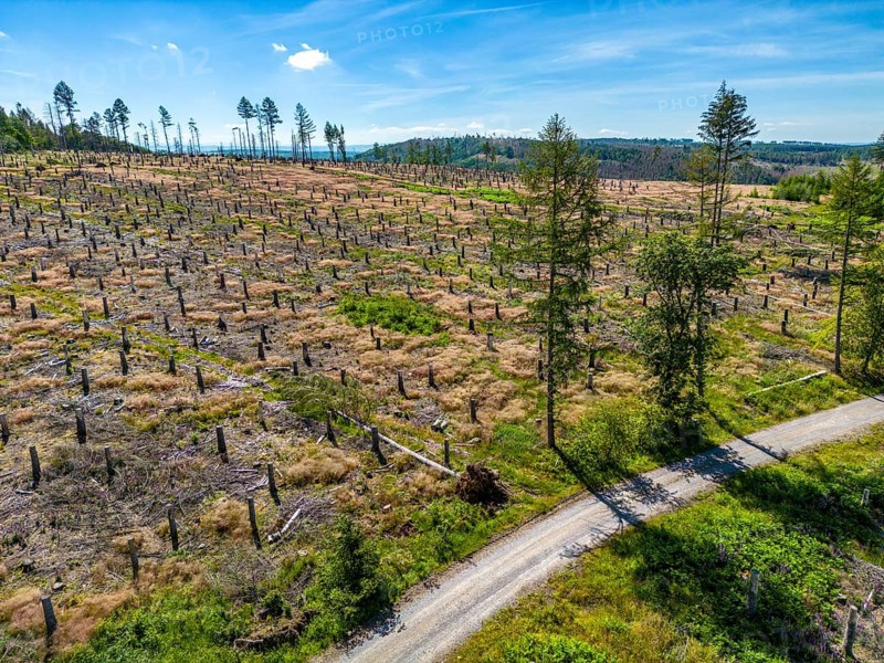 Cleared forest in the Eggegebirge, near Lichtenau, Paderborn district, site of a spruce forest that had died due to heavy bark beetle infestation and was felled, the tree stumps are intended to provide protection and nutrients for new, planted trees, North Rhine-Westphalia, Germany, Europe