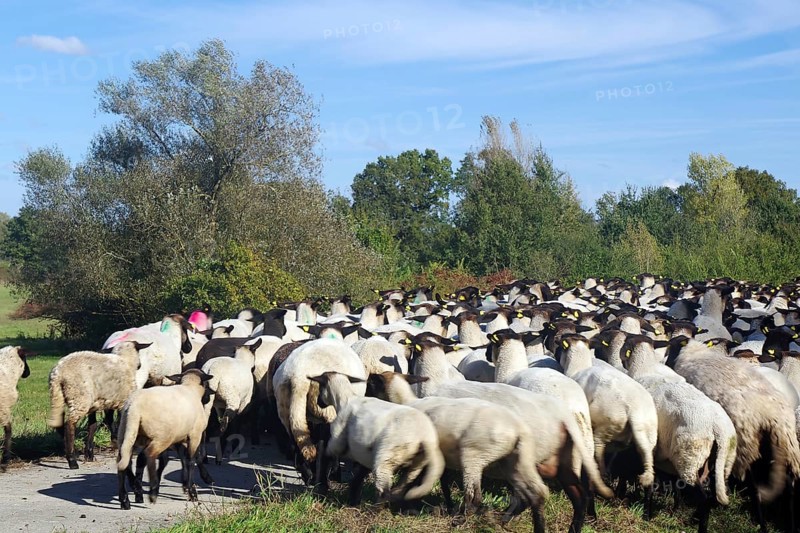 Large flock of sheep near trees on a path in a rural setting, Elbe dike, Elbe, Penkefitz, Wendland, Lower Saxony, Germany, Europe