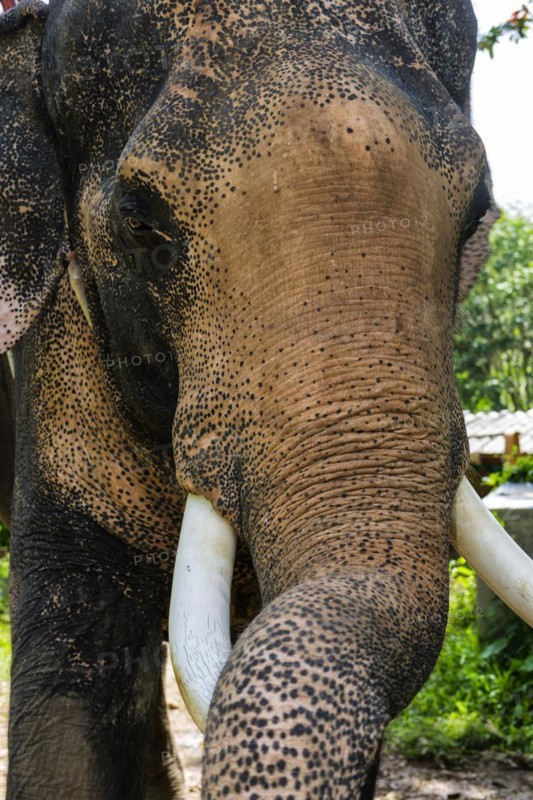 Asian elephant (Elephas maximus), Thai, Thai, Asian, trunk, animal, mammal, animal park, ivory, animal cruelty, animal husbandry, tourism, tourist, travel, travel form, ride, tame, farm animal, trained, dressage, tamed, working animal, looks, looks, looking, head, looks, camera view, Ko Lanta, Thailand, Asia
