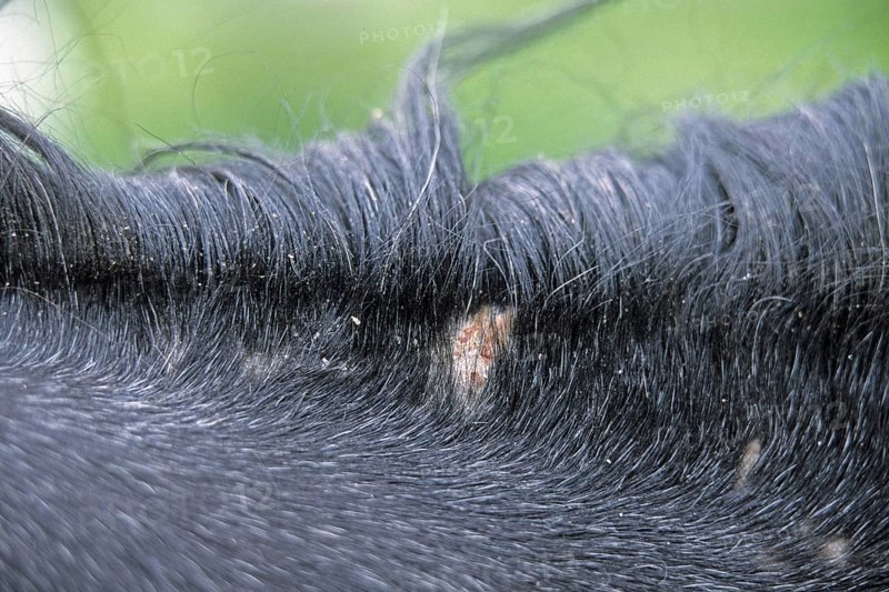 Hair lice in horses, Parasites, Trichodectidae