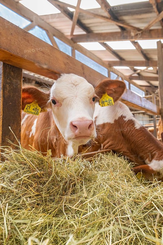 Close-up of a calf eating hay and carrying labels in the barn, Haselstaller Hof, Gechingen, Black Forest, Germany, Europe