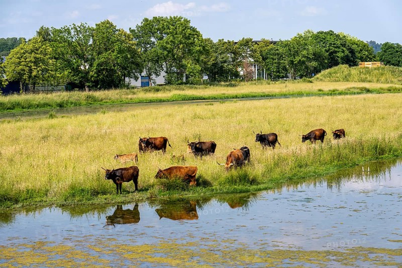 Herd of Hecker cattle in the Kiebitzwiese nature reserve, on the territory of the town of Fröndenberg/Ruhr, North Rhine-Westphalia, Germany, Europe