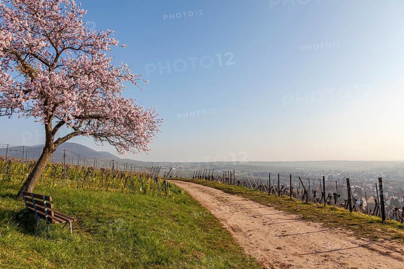 Flowering almond tree, Prunus dulcis, with wine village Birkweiler, German Wine Route, Southern Palatinate, Palatinate, Rhineland-Palatinate, Germany, Europe