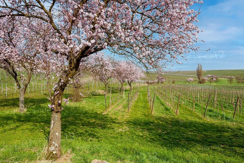 Almond tree (Prunus dulcis), spring in the Southern Palatinate, Palatinate, Rhineland-Palatinate, Germany, Europe