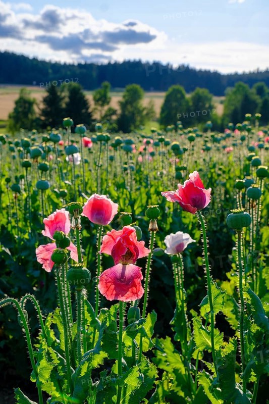 Poppy, (Papaver somniferum), poppy field, Waldviertel grey poppy, poppy village Armschlag, Waldviertel, Lower Austria, Austria, Europe