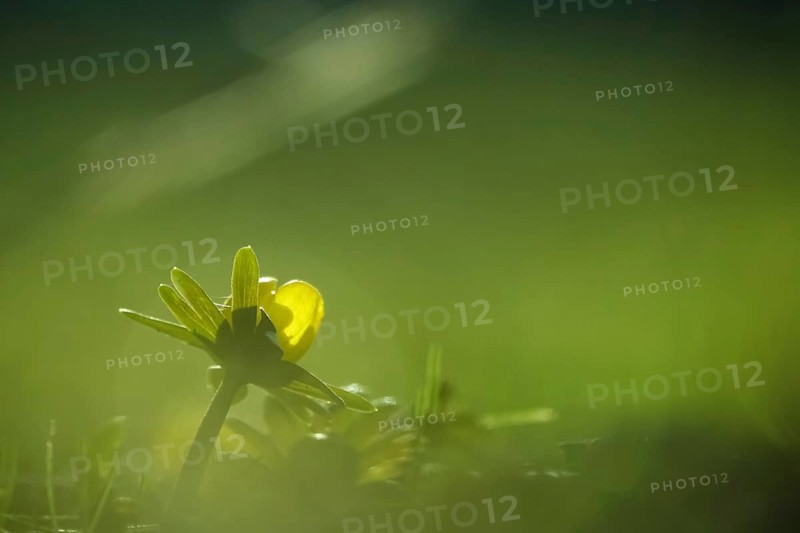 Winter aconites (Eranthis hyemalis), Germany, Europe