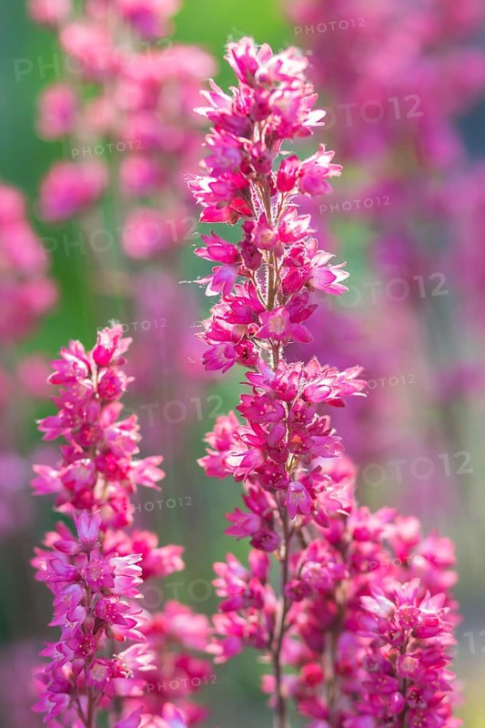 Blooming purple heuchera in the garden
