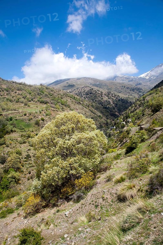 Landscape of the River Rio Poqueira gorge valley, High Alpujarras, Sierra Nevada, Granada Province, Spain, Europe