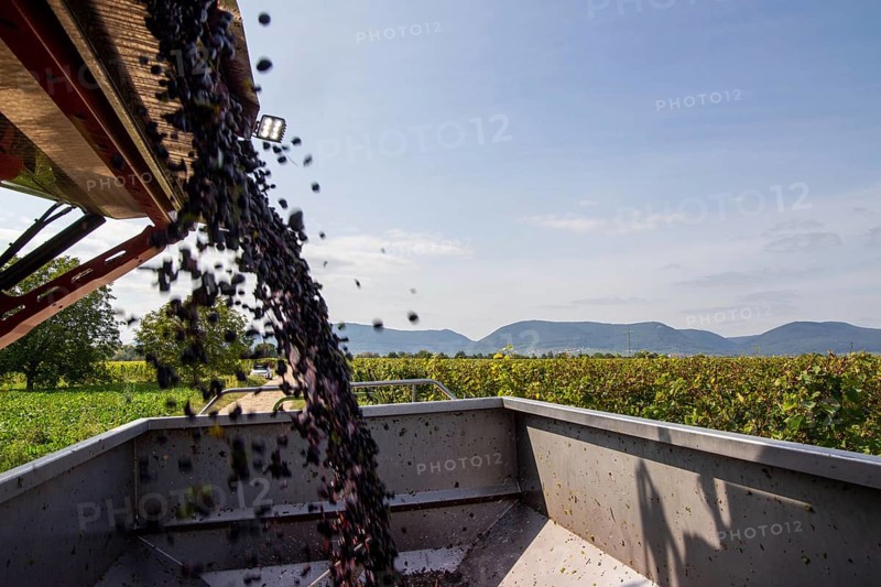 Harvest of Sankt Laurent red wine grapes in the Palatinate