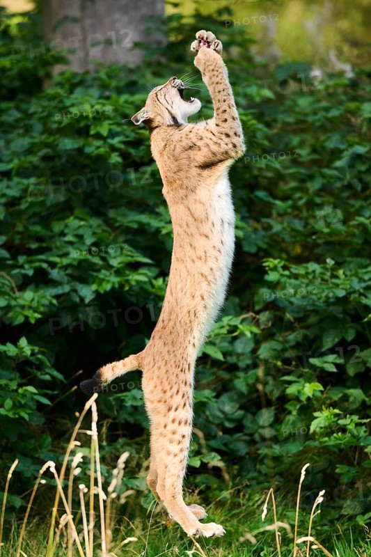 Eurasian lynx (Lynx lynx) jumping in the air, hunting, Bavaria, Germany, Europe
