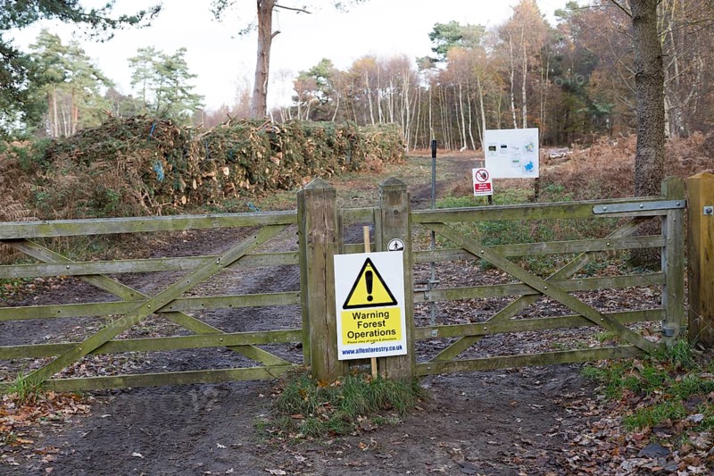 Forestry tree felling signs to create more heathland habitat, on Upper Hollesley Common, Suffolk, England, UK