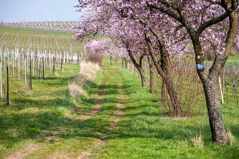 Almond tree (Prunus dulcis) in the Southern Palatinate, Palatinate, Rhineland-Palatinate, Germany, Europe