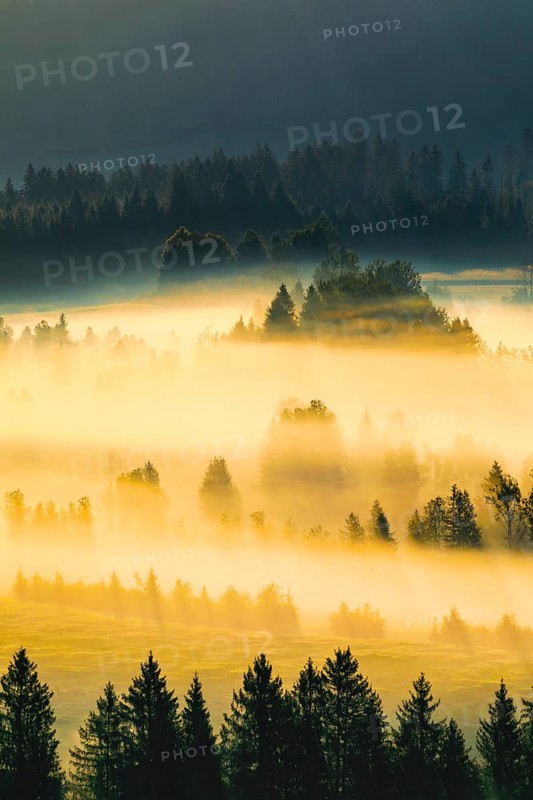 Fog and forest at the Rothenthurm high moor, Canton Schwyz, Switzerland, Europe