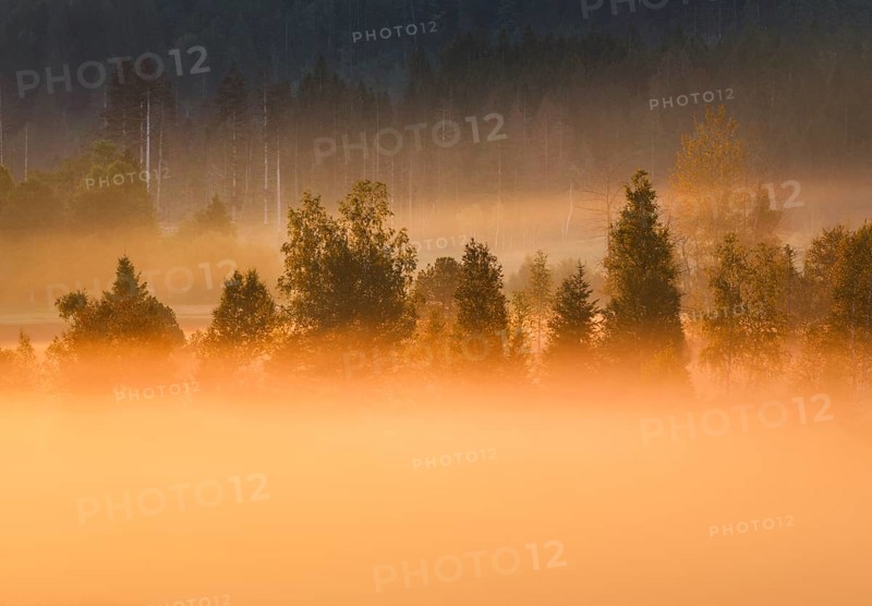 Fog and trees at the Rothenthurm high moor, Canton Schwyz, Switzerland, Europe