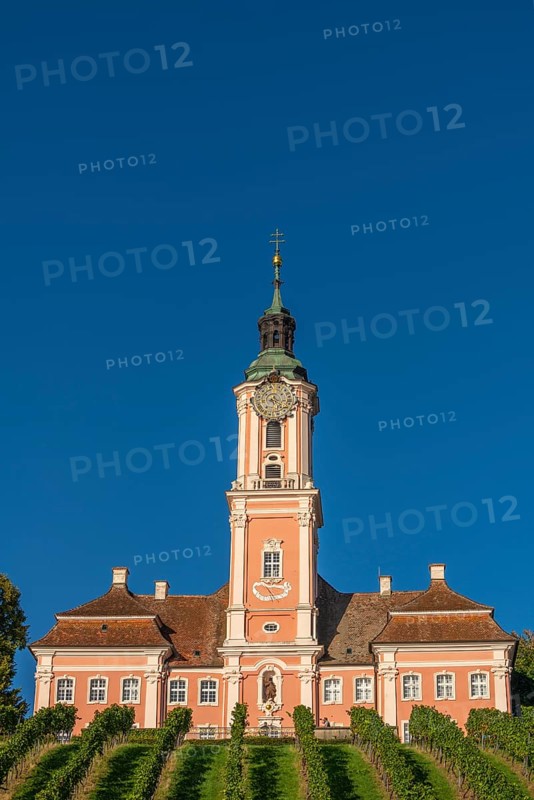Viticulture, Birnau pilgrimage church, Uhldingen-Mühlhofen, Lake Constance, Baden-Württemberg, Germany, Europe
