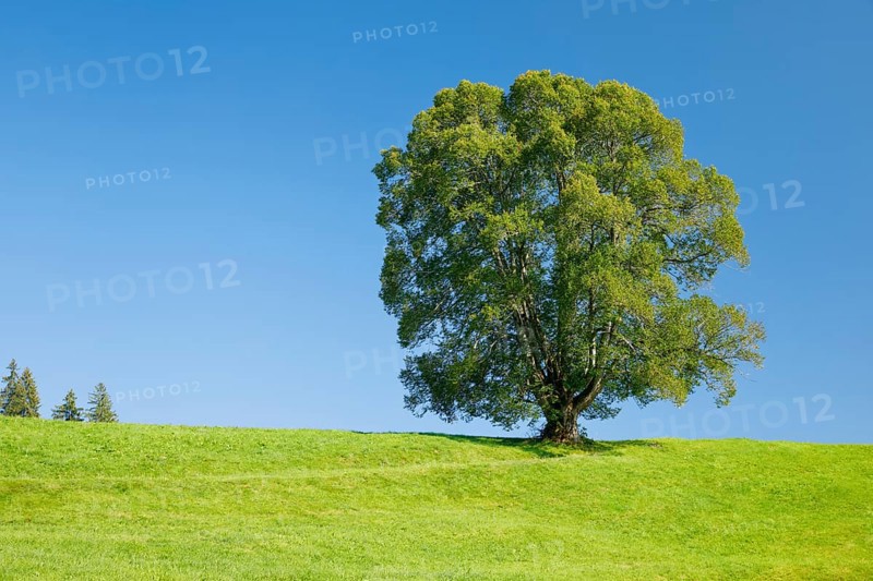 Large lime tree in Oberägeri, Canton Zug, Switzerland, Europe