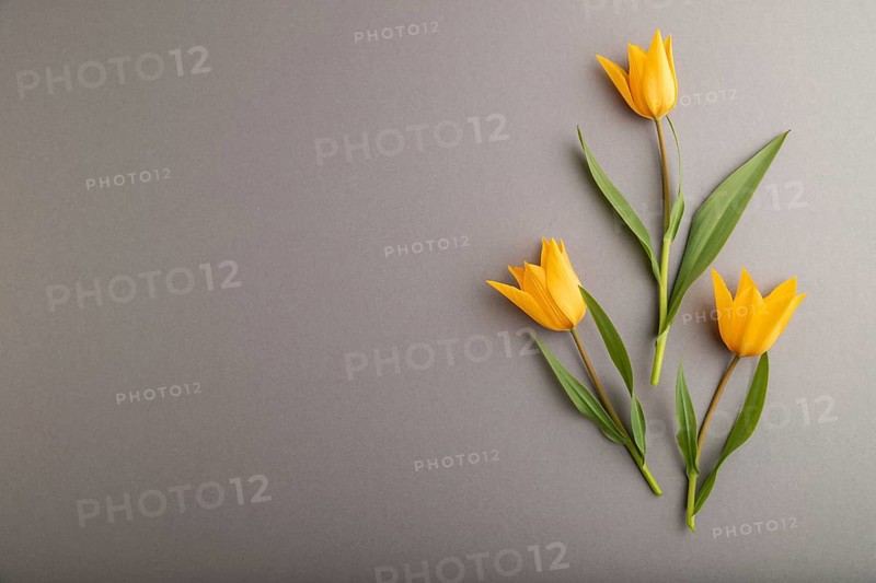 Orange tulip flowers on gray pastel background. top view, flat lay, copy space, still life. Beauty, spring, summer concept