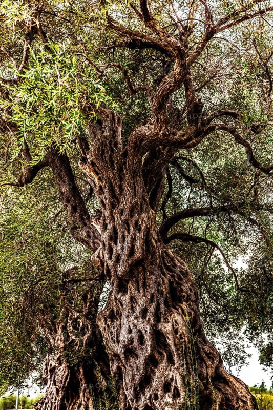 Olive tree plantation, Montenegro, Montenegro, Europe