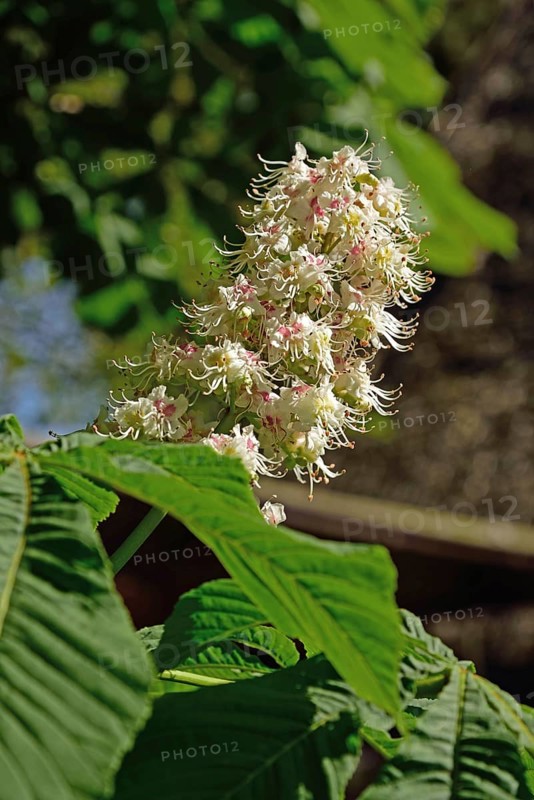 Europe, Germany, Lower Saxony, Blossom of the common horse chestnut, Aesculus hippocastanum, Hamburg, Hamburg, Federal Republic of Germany, Europe