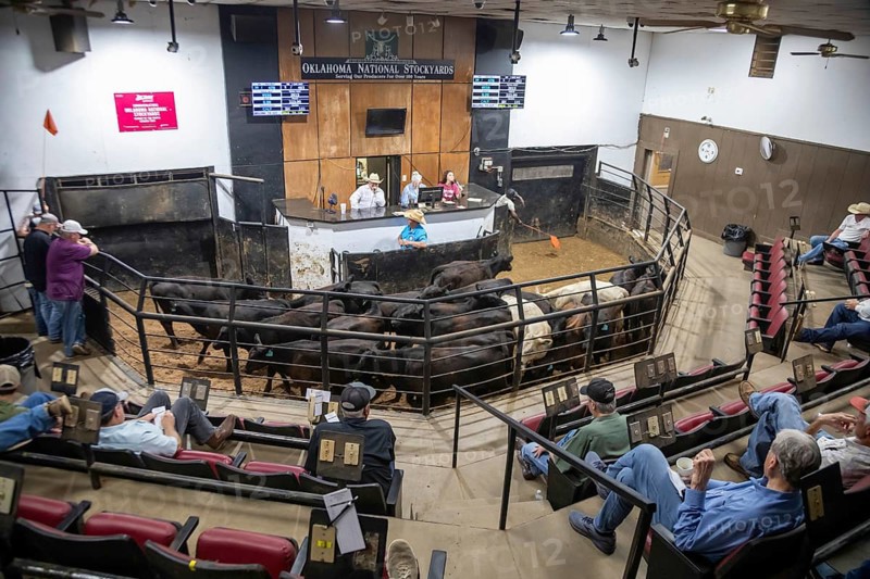 Oklahoma City, Oklahoma, Cattle are auctioned at the Oklahoma National Stockyards. Since it was founded in 1910, more than 100 million cattle have been sold at ONSY's weekly auctions