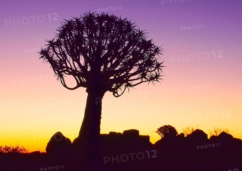 Quiver tree, Sunset, Namibia, Namibia, Africa